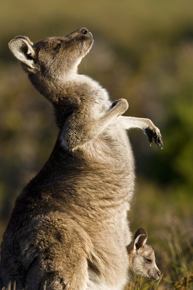 Eastern Grey Kangaroo, (Macropus giganteus), Wilsons Promontory, Victoria, Australia