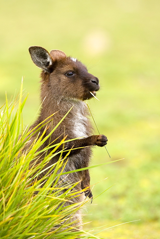 Kangaroo, (Macropus fuliginosus), Flinders Chase N.P., Kangaroo Island, South Australia, Australia