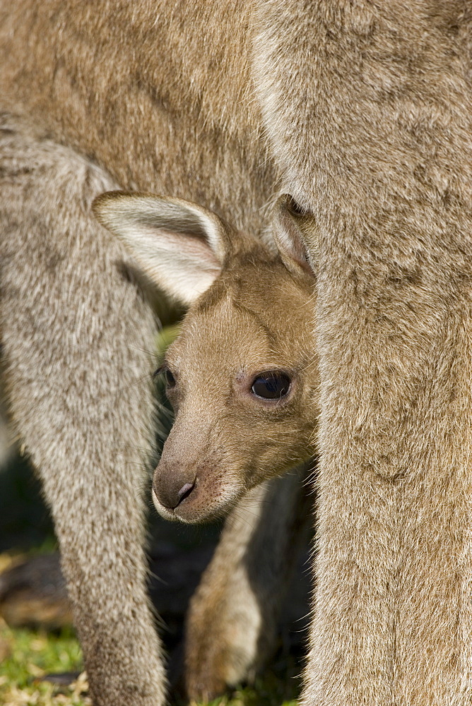 Eastern Grey Kangaroo, (Macropus giganteus), Pebbly Beach, Marramarang N.P., New South Wales, Australia