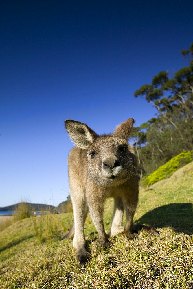 Eastern Grey Kangaroo, (Macropus giganteus), Pebbly Beach, Marramarang N.P., New South Wales, Australia