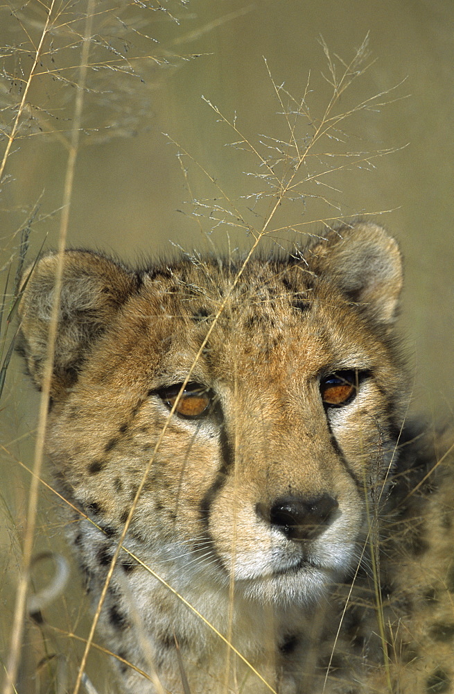 Cheetah, (Acinonyx jubatus), Okonjima Private Game Reserve, Windhoek, Namibia