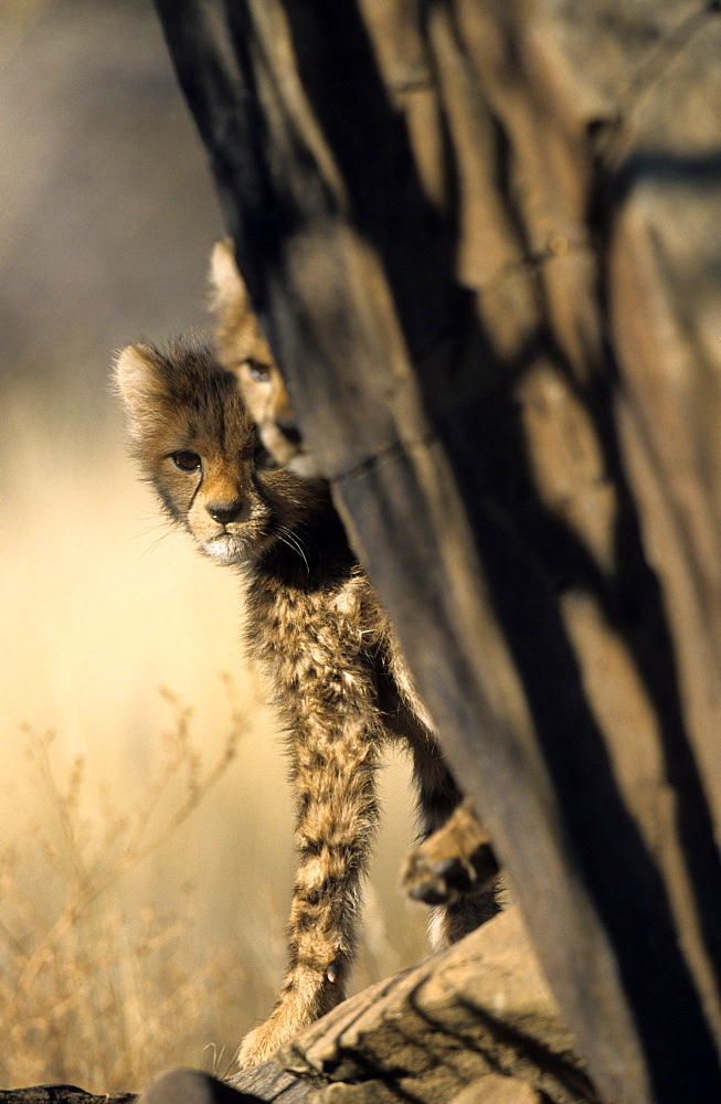 Cheetah, (Acinonyx jubatus), Duesternbrook Private Game Reserve, Windhoek, Namibia