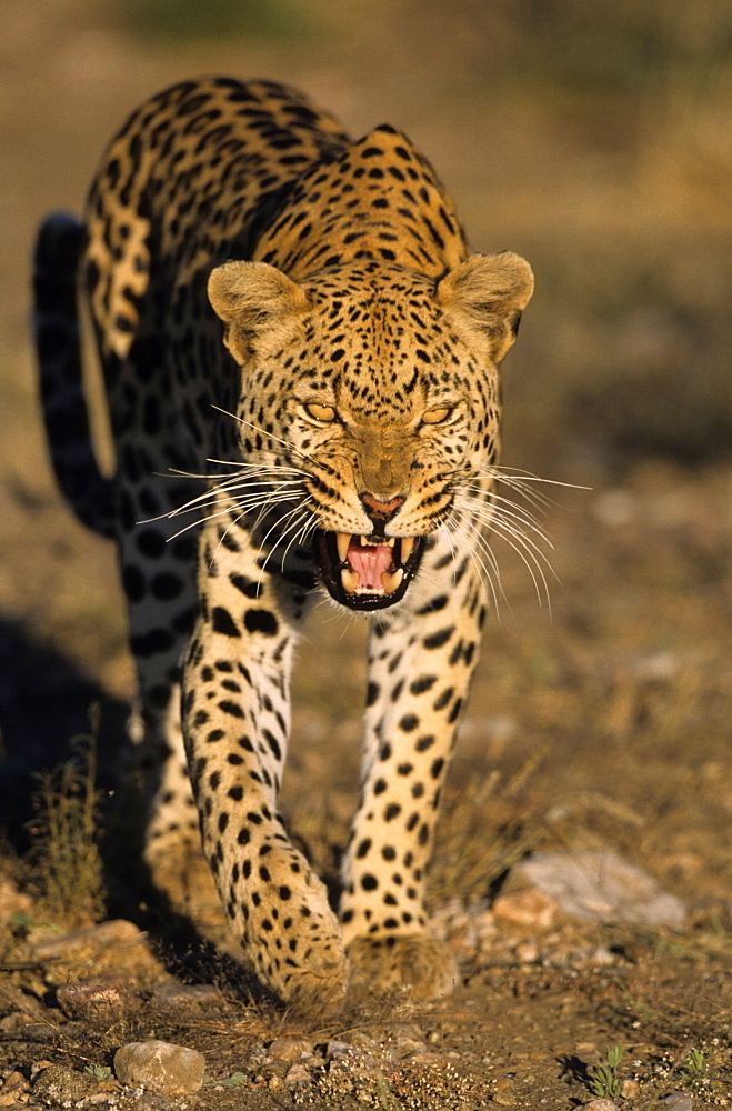 Leopard, (Panthera pardus), Duesternbrook Private Game Reserve, Windhoek, Namibia