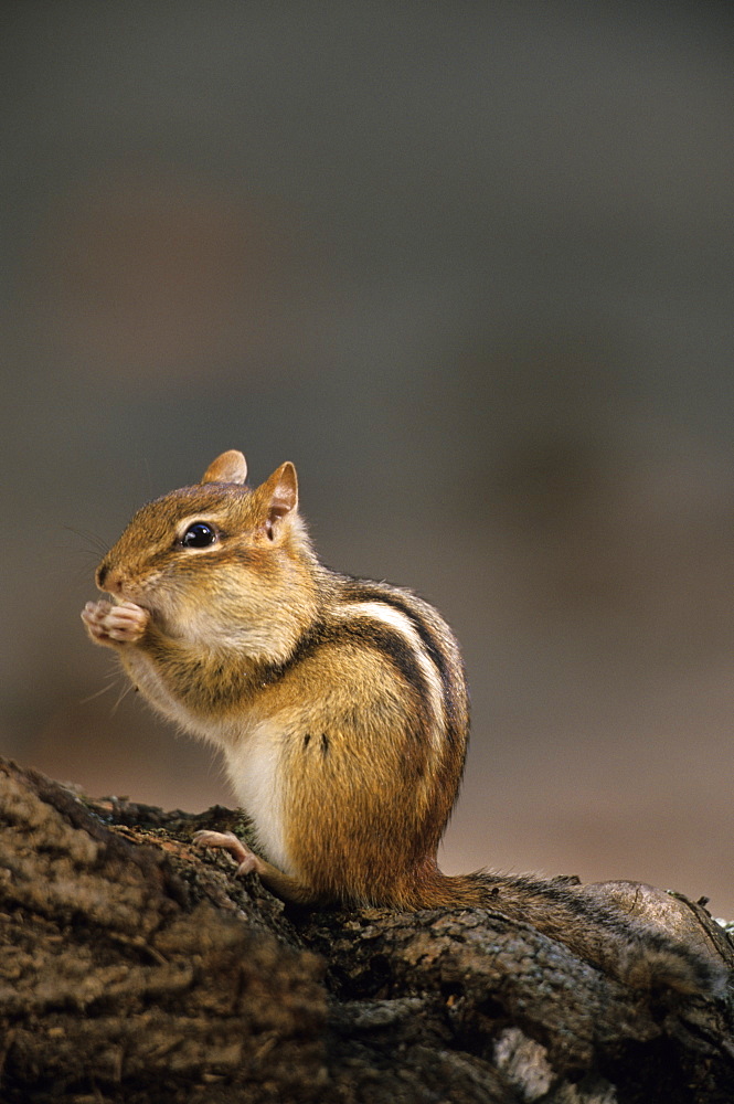 Eastern Chipmunk, (Eutamia spp), Algonquin Provincial Park, Ontario, Canada