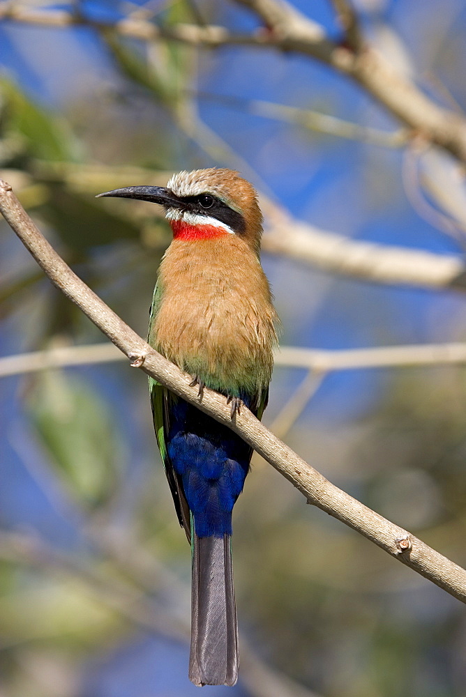 White-fronted bee-eater (Merops bullockoides), Chobe National Park, Botswana, Africa