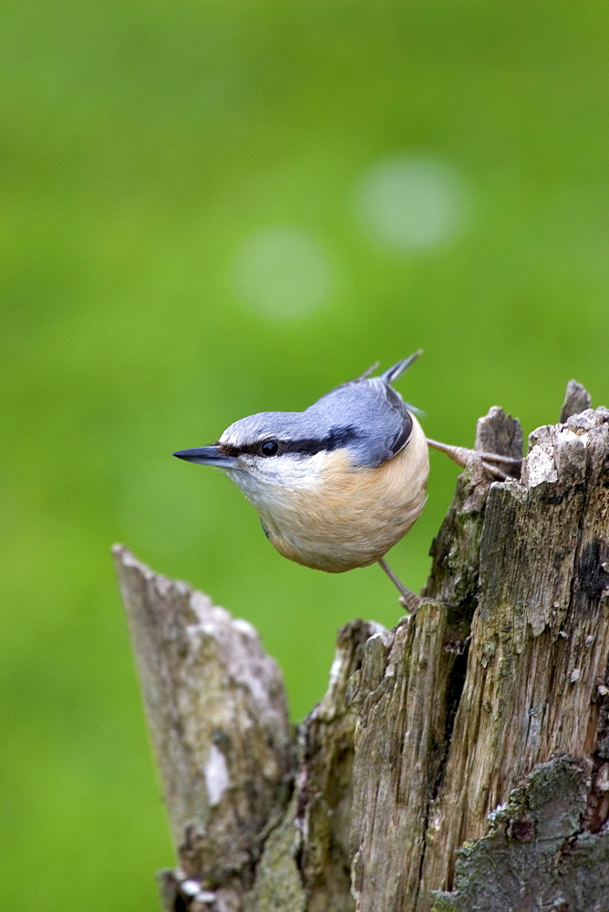 Eurasian Nuthatch (Sitta europaea), Bielefeld, Germany, Europe