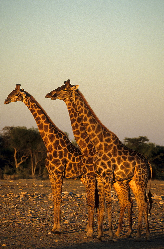 Giraffe, Giraffa camelopardalis, Etosha National Park, Namibia, Africa