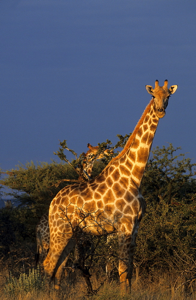 Giraffe, Giraffa camelopardalis, Erongo region, Namibia, Africa