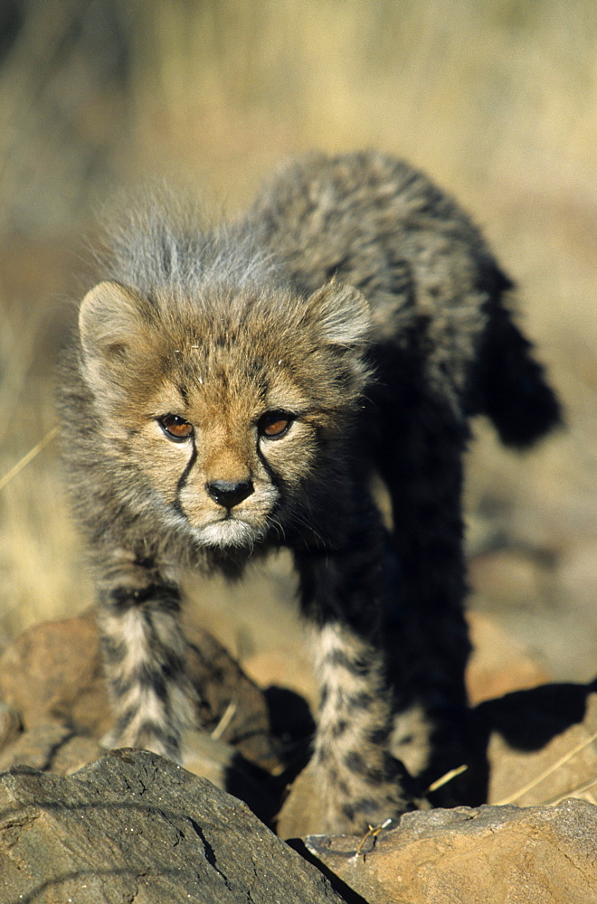 Cheetah cub, Acinonyx jubatus, Duesternbrook Private Game Reserve, Windhoek, Namibia, Africa