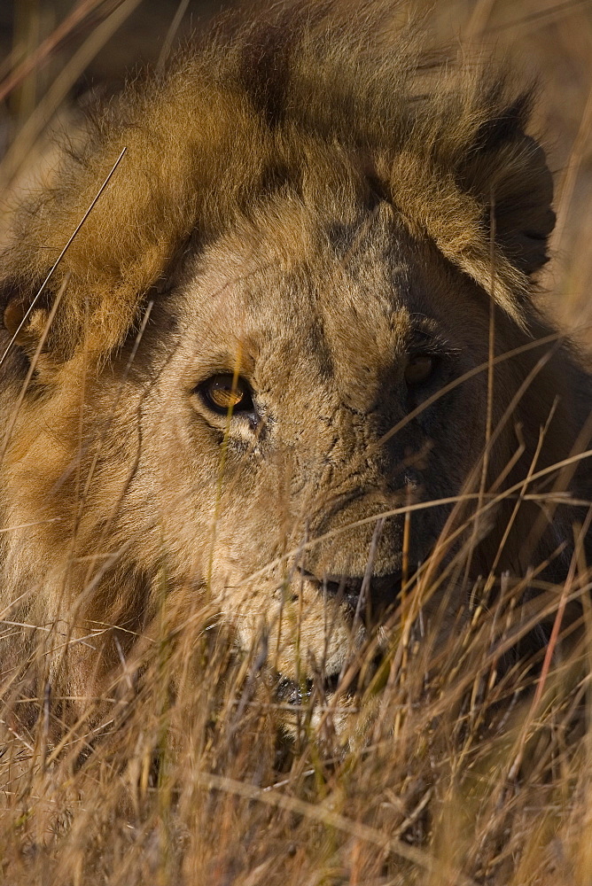 Lion, Panthera leo, Moremi Wildlife Reserve, Botswana, Africa