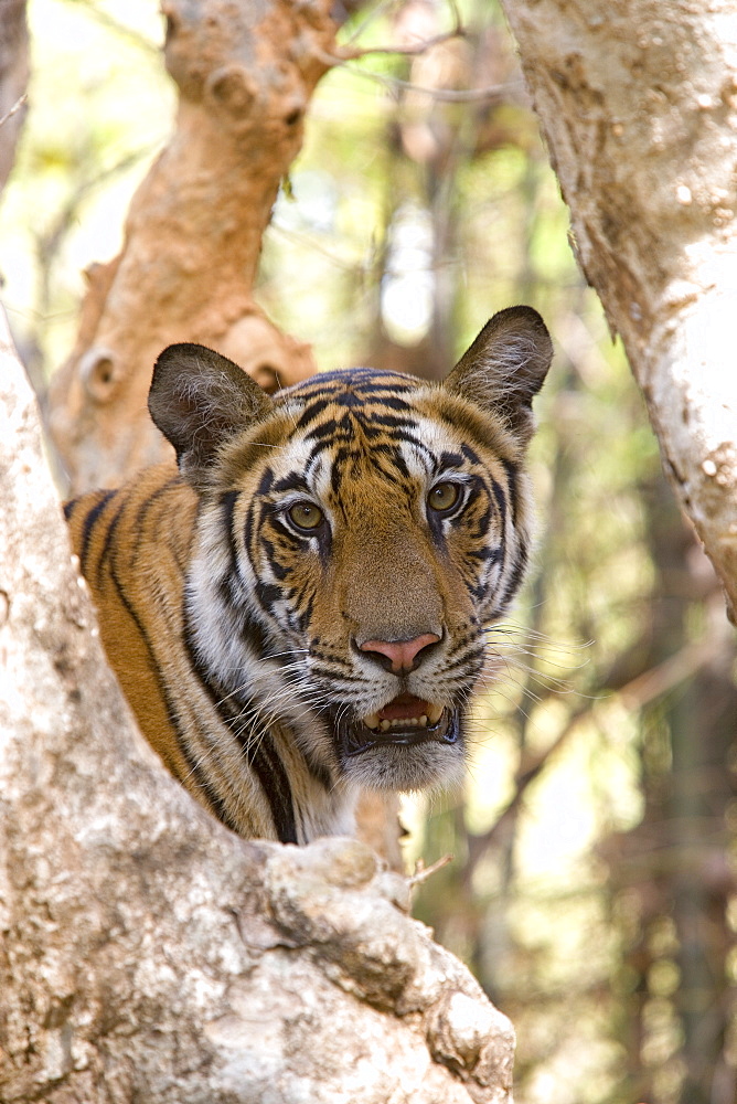 Indian tiger (Bengal tiger) (Panthera tigris tigris), Bandhavgarh National Park, Madhya Pradesh state, India, Asia