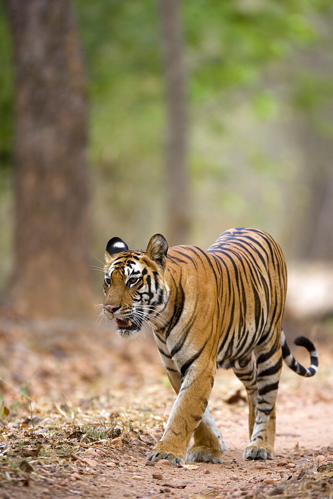 Female Indian tiger (Bengal tiger) (Panthera tigris tigris), Bandhavgarh National Park, Madhya Pradesh state, India, Asia