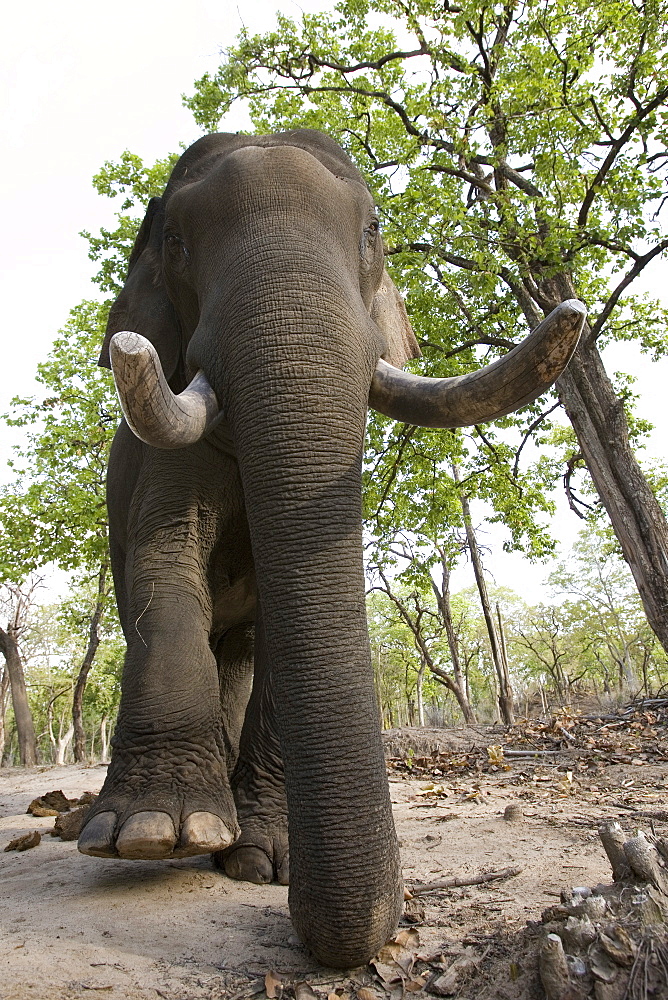 Indian elephant (Elephus maximus), Bandhavgarh National Park, Madhya Pradesh state, India, Asia