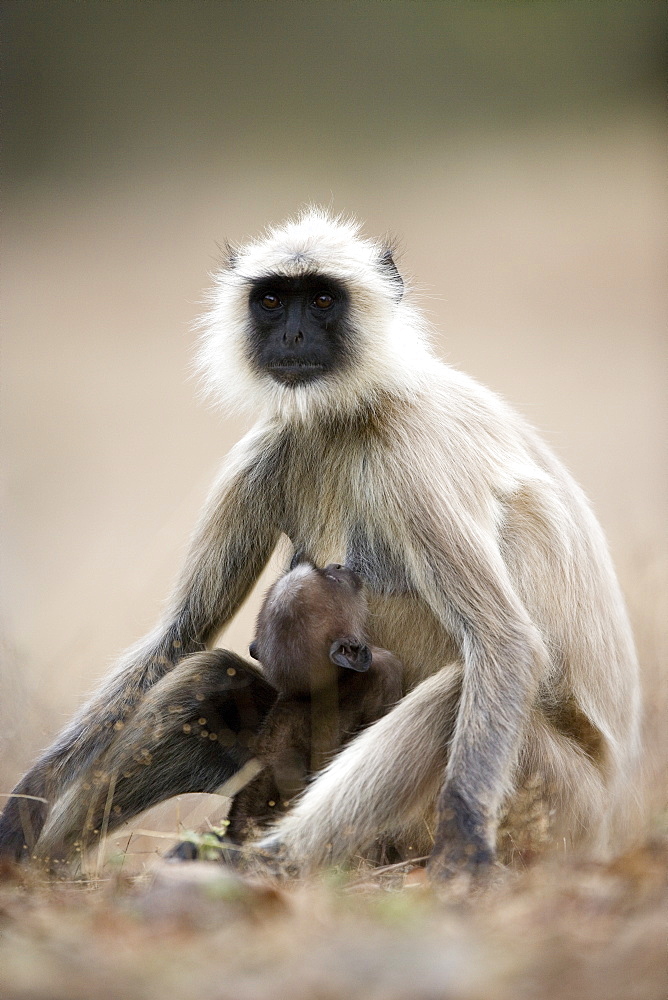 Hanuman langur (Presbytis entellus), Bandhavgarh National Park, Madhya Pradesh state, India, Asia