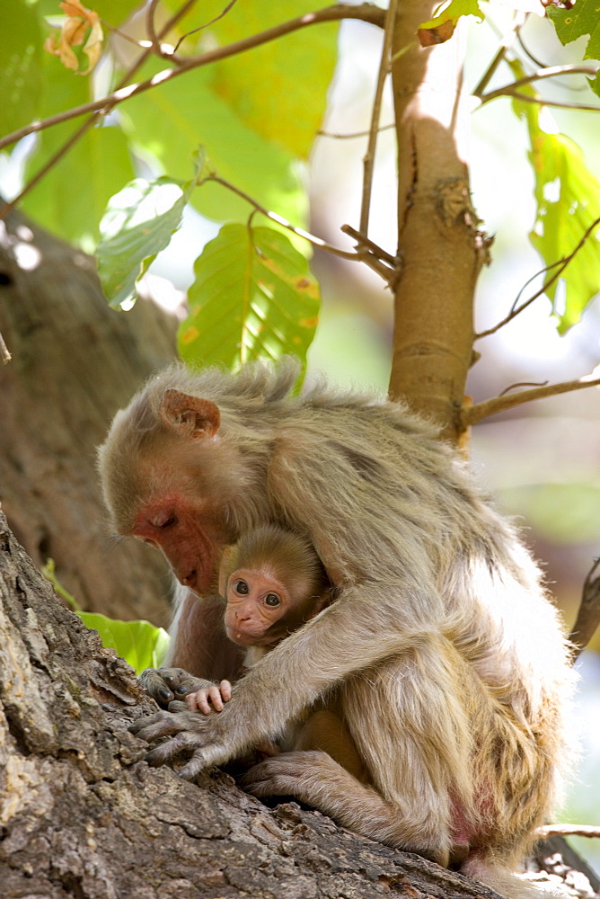 Rhesus macaque monkey (Macaca mulatta), Bandhavgarh National Park, Madhya Pradesh state, India, Asia