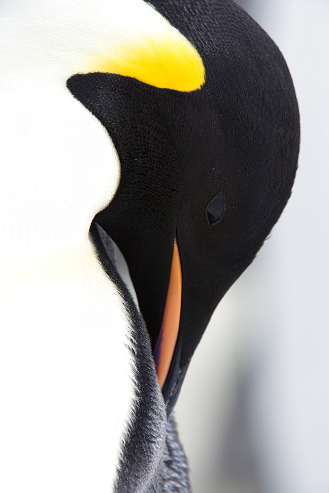 Emperor penguin (Aptenodytes forsteri), Snow Hill Island, Weddell Sea, Antarctica, Polar Regions 