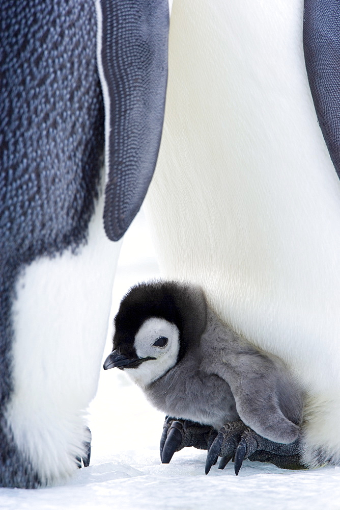 Emperor penguin chick (Aptenodytes forsteri), Snow Hill Island, Weddell Sea, Antarctica, Polar Regions