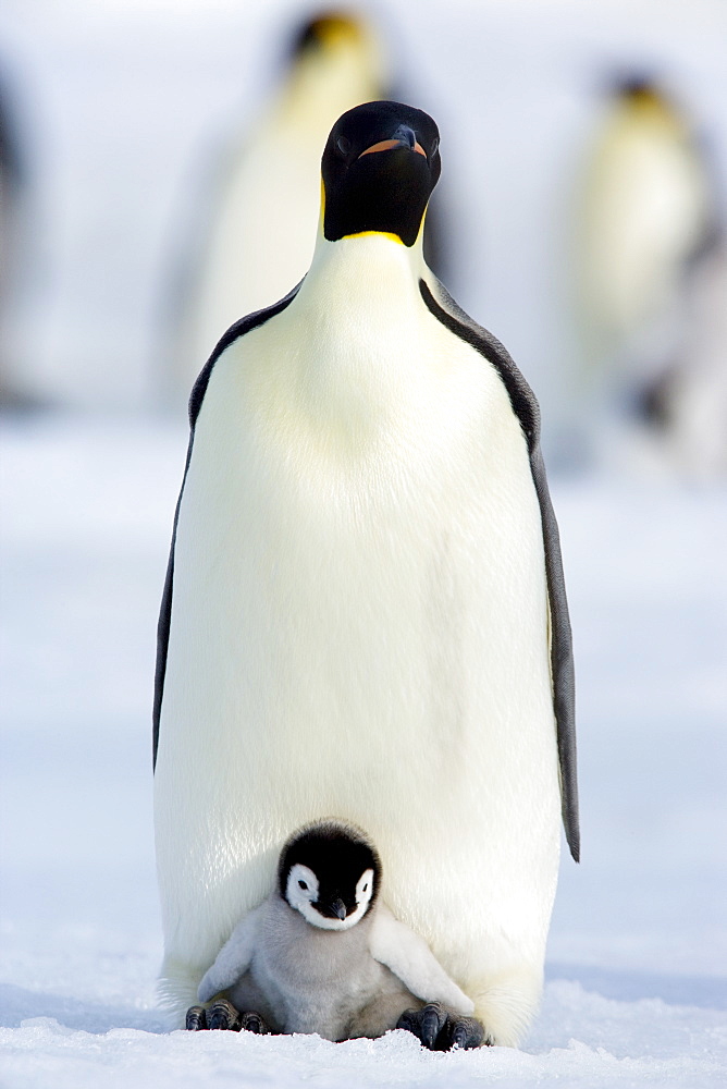 Emperor penguin (Aptenodytes forsteri) and chick, Snow Hill Island, Weddell Sea, Antarctica, Polar Regions