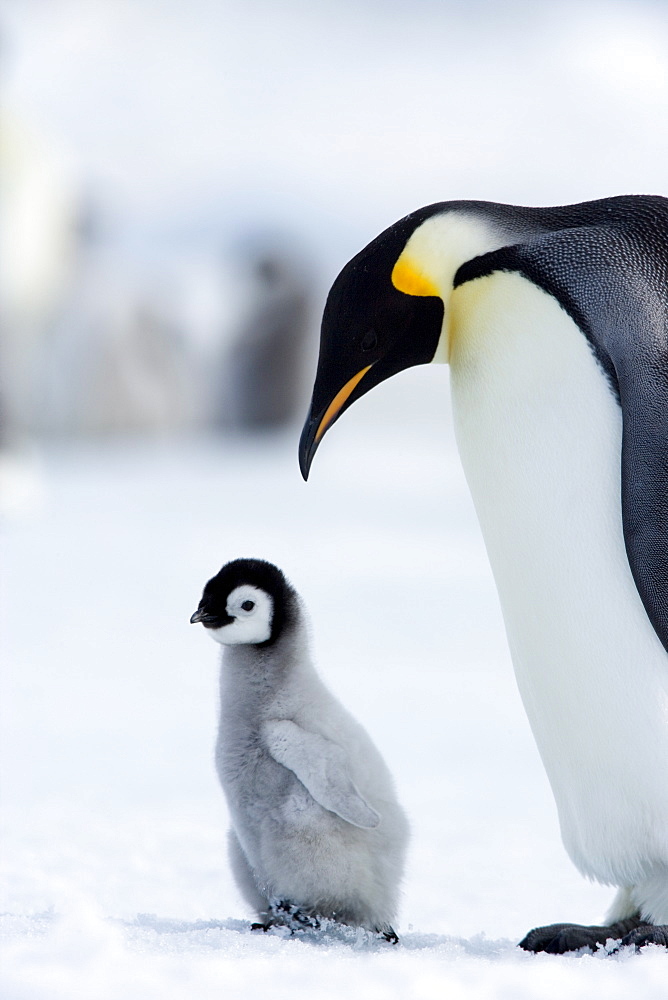 Emperor penguin (Aptenodytes forsteri) and chick, Snow Hill Island, Weddell Sea, Antarctica, Polar Regions