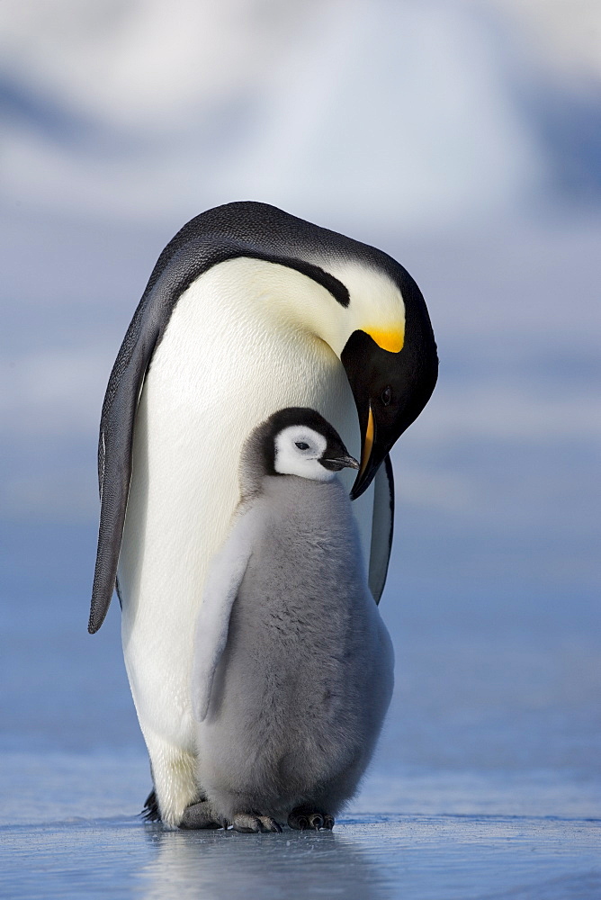 Emperor penguin (Aptenodytes forsteri) and chick, Snow Hill Island, Weddell Sea, Antarctica, Polar Regions