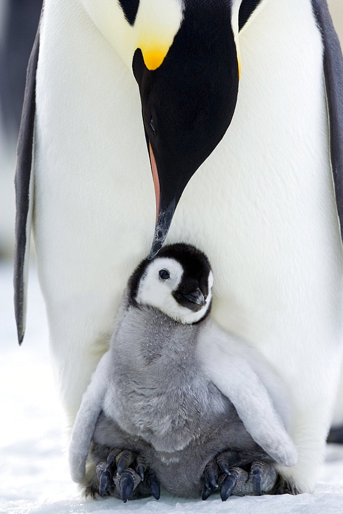 Emperor penguin (Aptenodytes forsteri) and chick, Snow Hill Island, Weddell Sea, Antarctica, Polar Regions