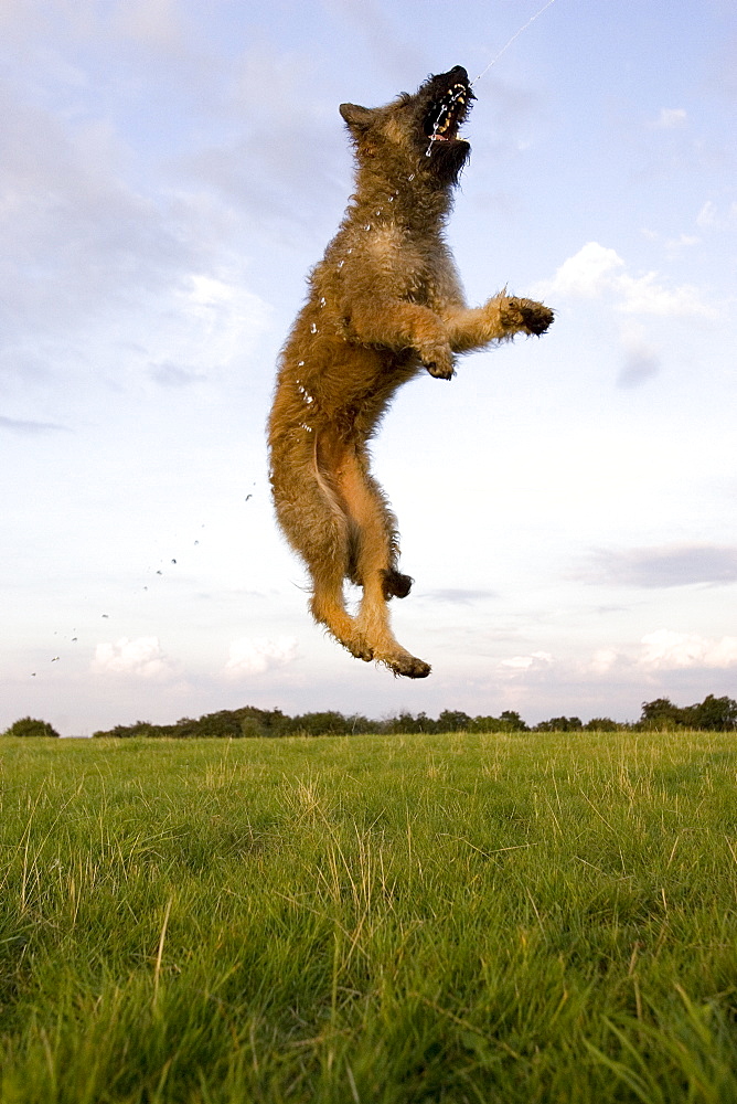 Belgian Shepherd, (Canidae), Laekenois, Lemgo, Nordrhein Westfalen, Germany