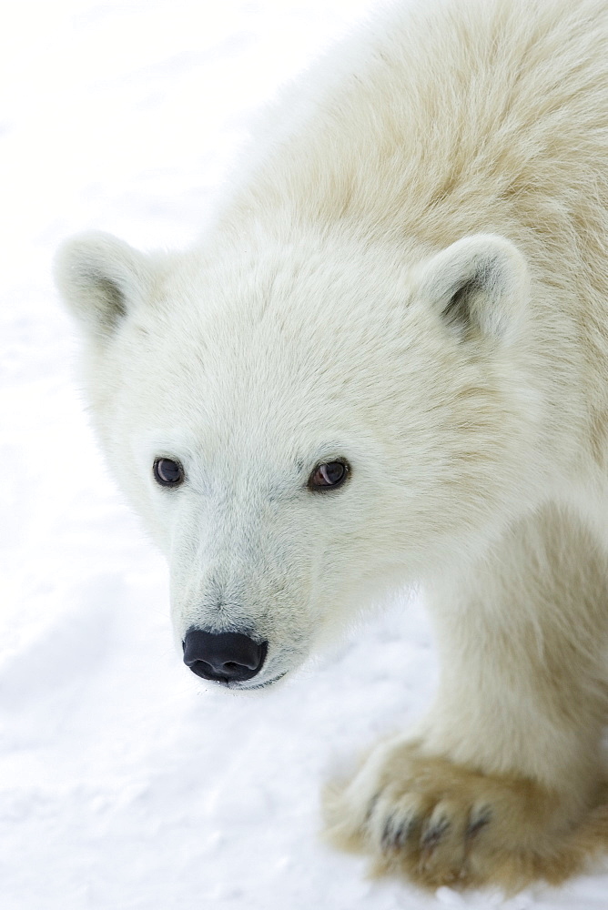 Polar bear (Ursus maritimus), Churchill, Hudson Bay, Manitoba, Canada, North America