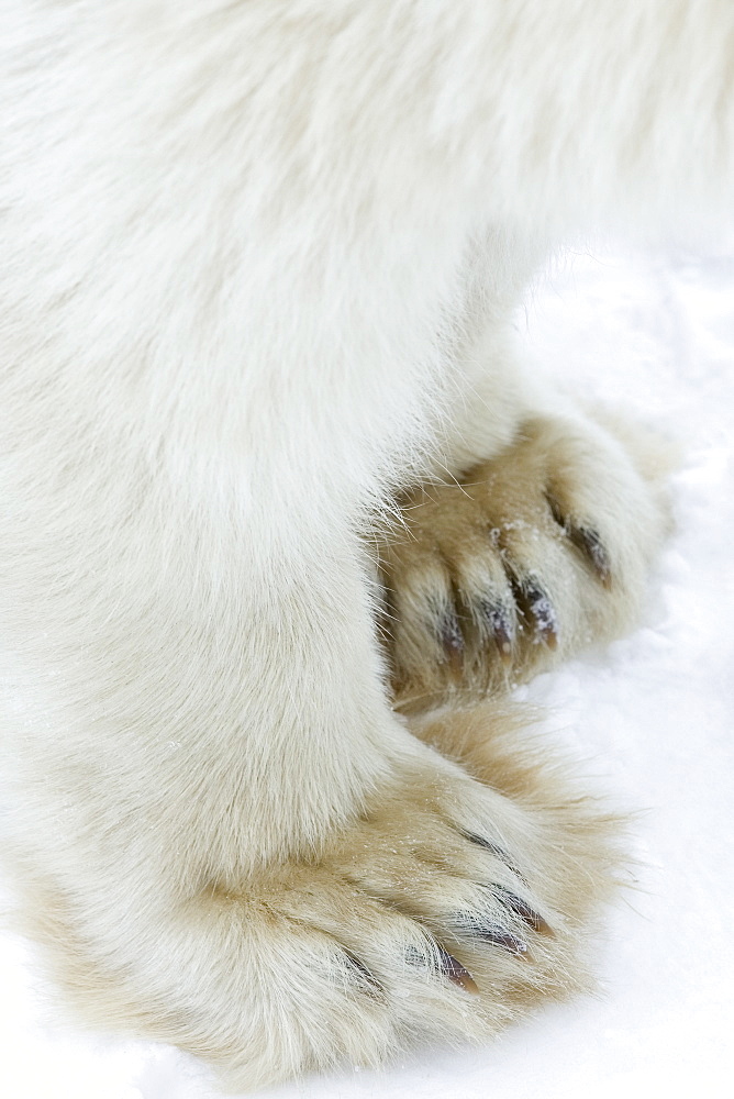 Polar bear (Ursus maritimus), Churchill, Hudson Bay, Manitoba, Canada, North America