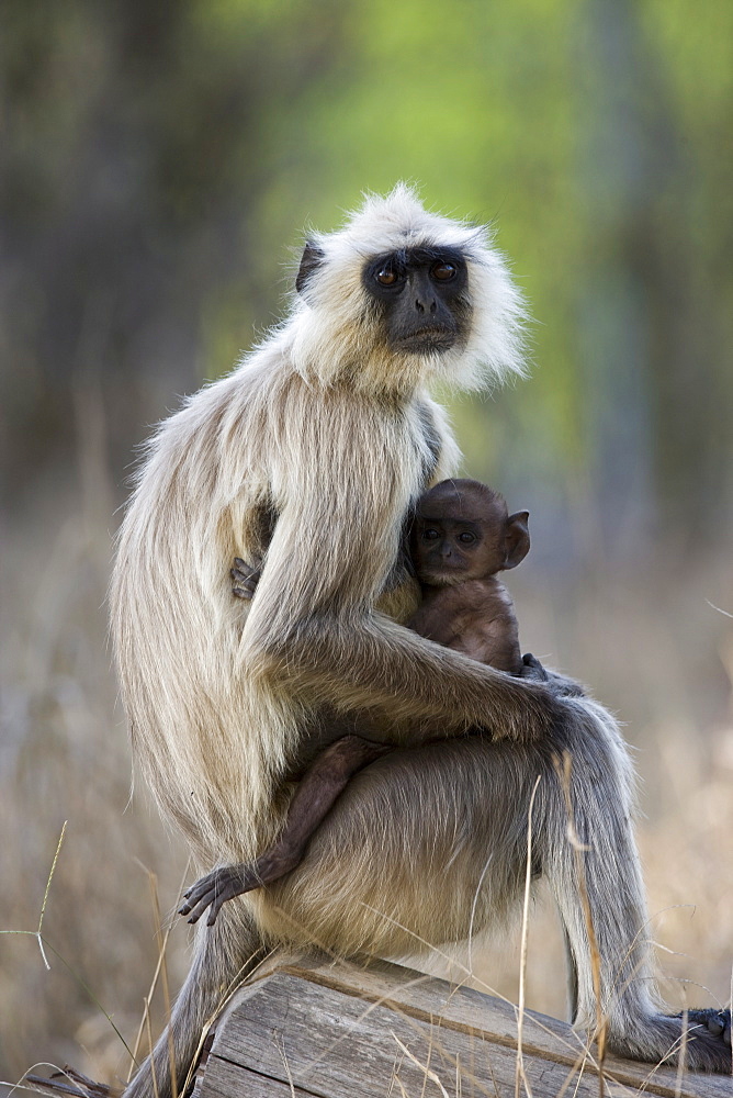 Common langur (Presbytis entellus) with her baby, Bandhavgarh Tiger Reserve, Madhya Pradesh state, India, Asia