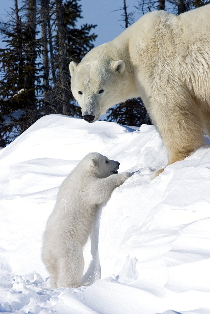 Polar Bear with a cub, (Ursus maritimus), Churchill, Manitoba, Canada