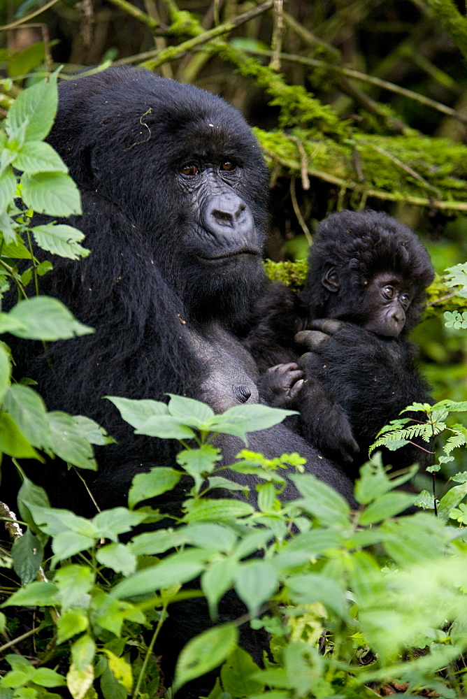 Mountain gorilla (Gorilla gorilla beringei) with her young baby, Rwanda (Congo border), Africa