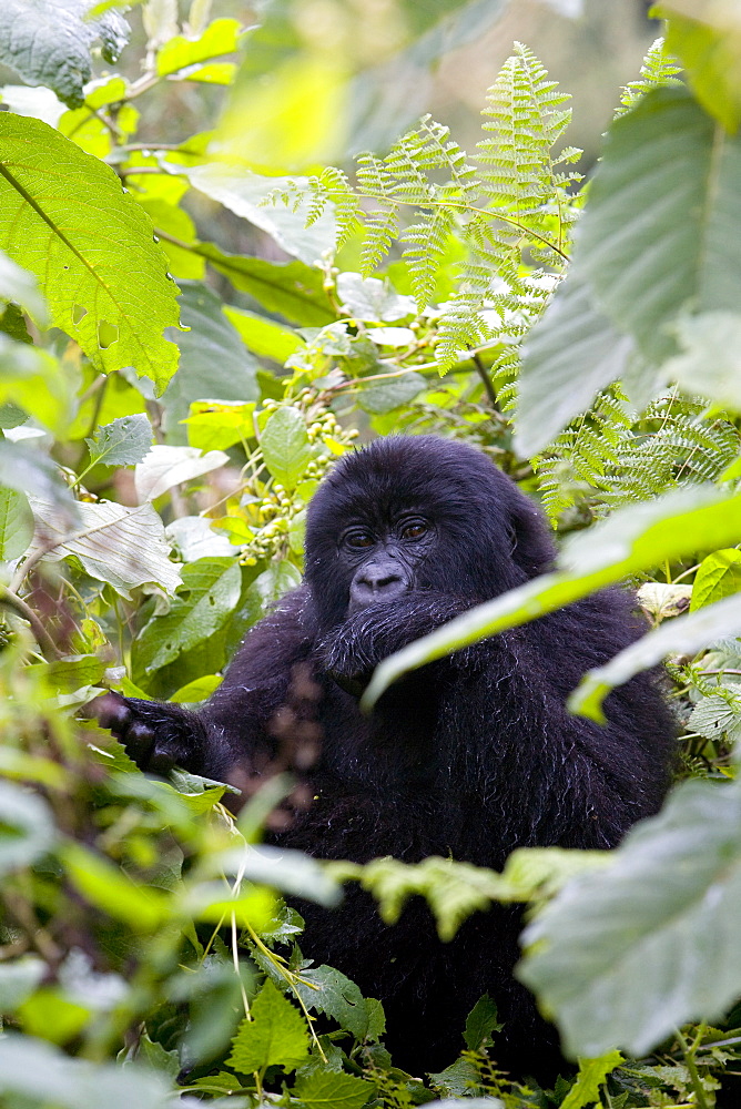 Mountain gorilla (Gorilla gorilla beringei) eating leaves, Rwanda (Congo border), Africa