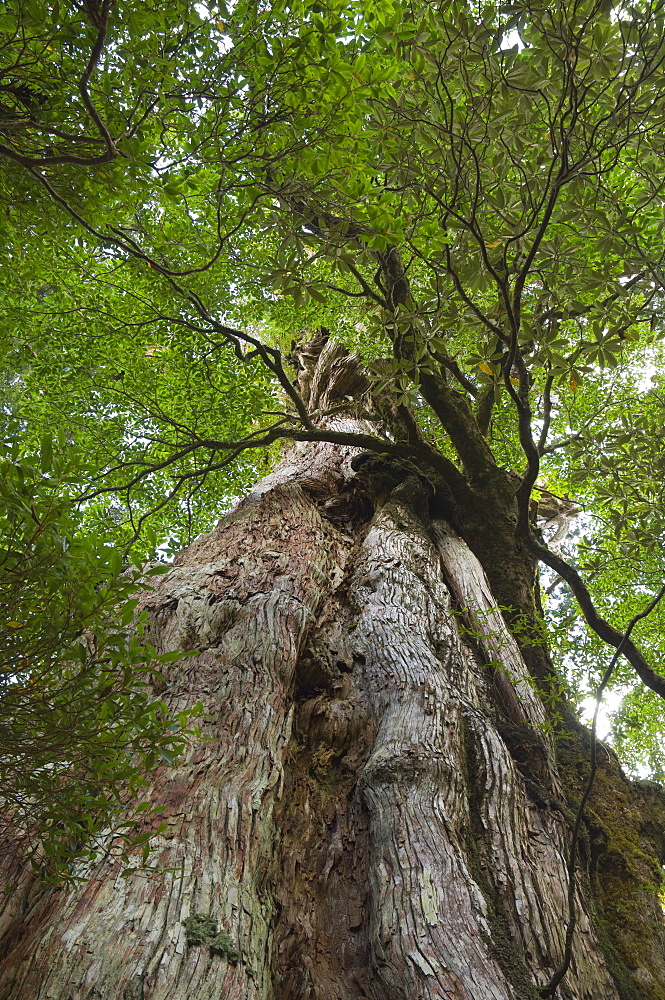 Kigensugi Giant Sugi Cedar tree, estimated to be 3000 years old, Yaku-shima (Yaku Island), Kyushu, Japan, Asia