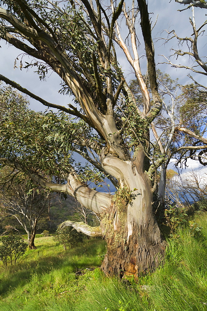 Snow gum, Kosciuszko National Park, New South Wales, Australia, Pacific