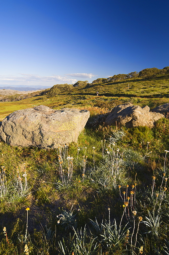 High Country, Bogong High Plains, Apline National Park, Victoria, Australia, Pacific