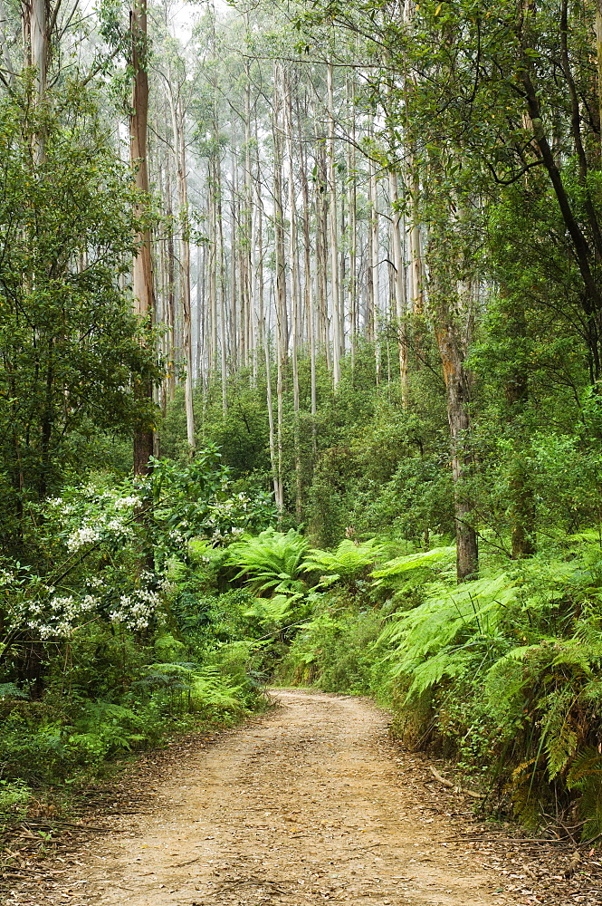 Road through rainforest, Yarra Ranges National Park, Victoria, Australia, Pacific