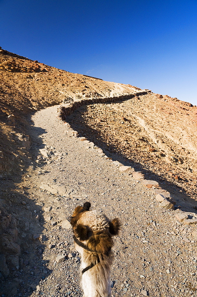 Camel, Mount Sinai, Sinai, Egypt, North Africa, Africa