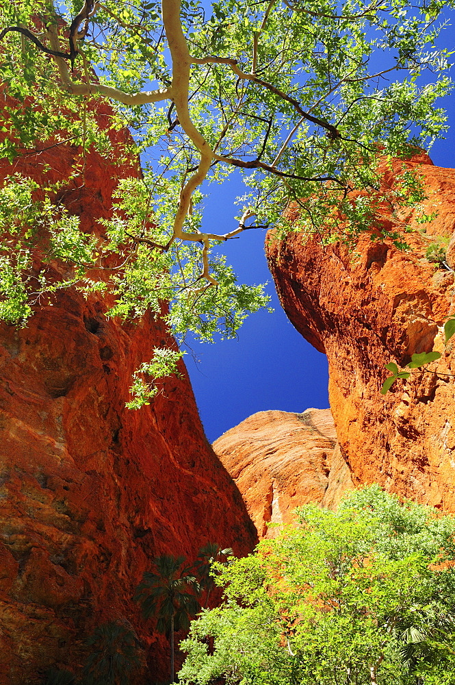 Mini Palms Gorge, Bungle Bungle, Purnululu National Park, UNESCO World Heritage Site, Kimberley, Western Australia, Australia, Pacific