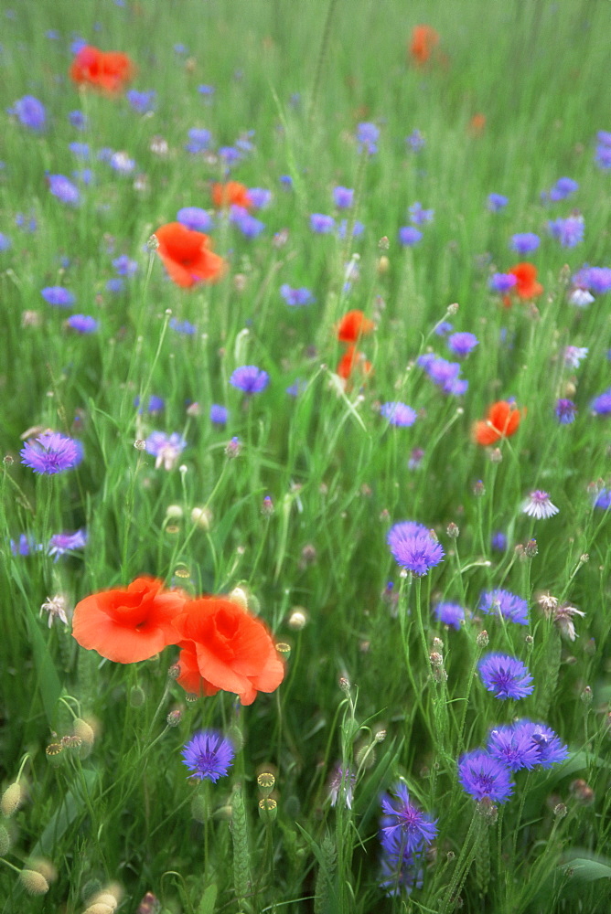 Corn poppy (Papaver rhoeas), double exposure, Fuerstenfeldbruck, Germany, Europe