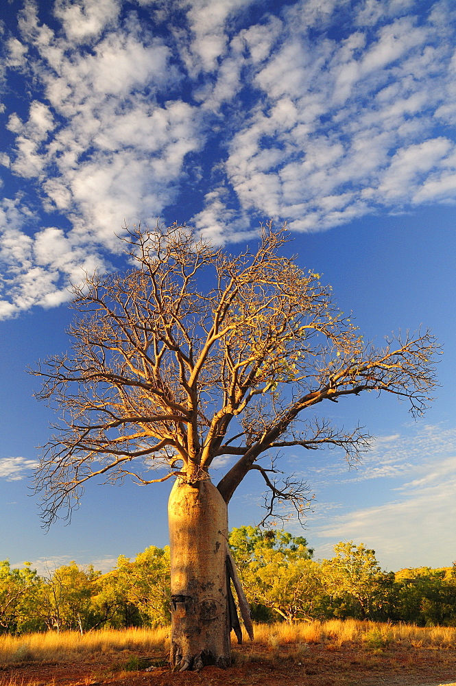 Boab tree, Kimberley, Western Australia, Australia, Pacific