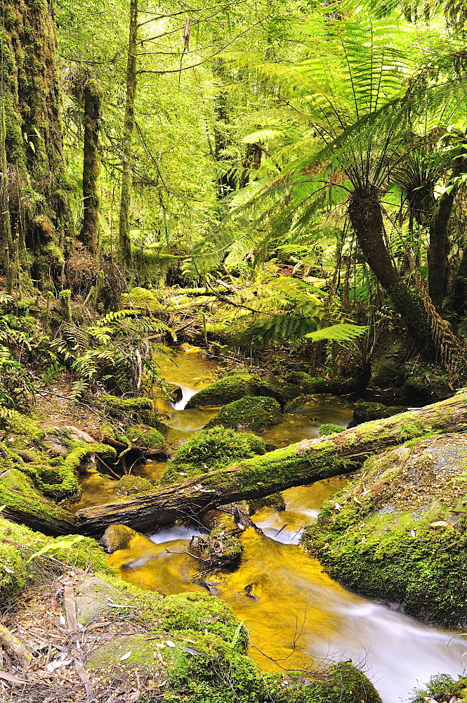 Rainforest creek, Mount Donna Buang, Yarra Ranges National Park, Victoria, Australia, Pacific