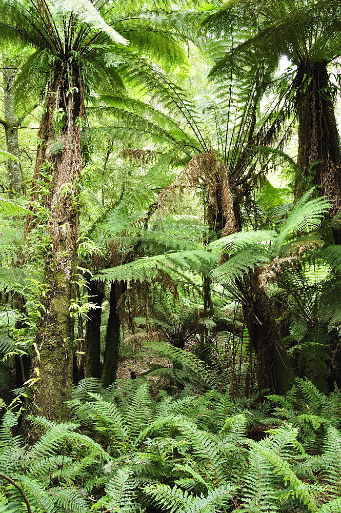 Tree Ferns, Dandenong Ranges National Park, Victoria, Australia, Pacific