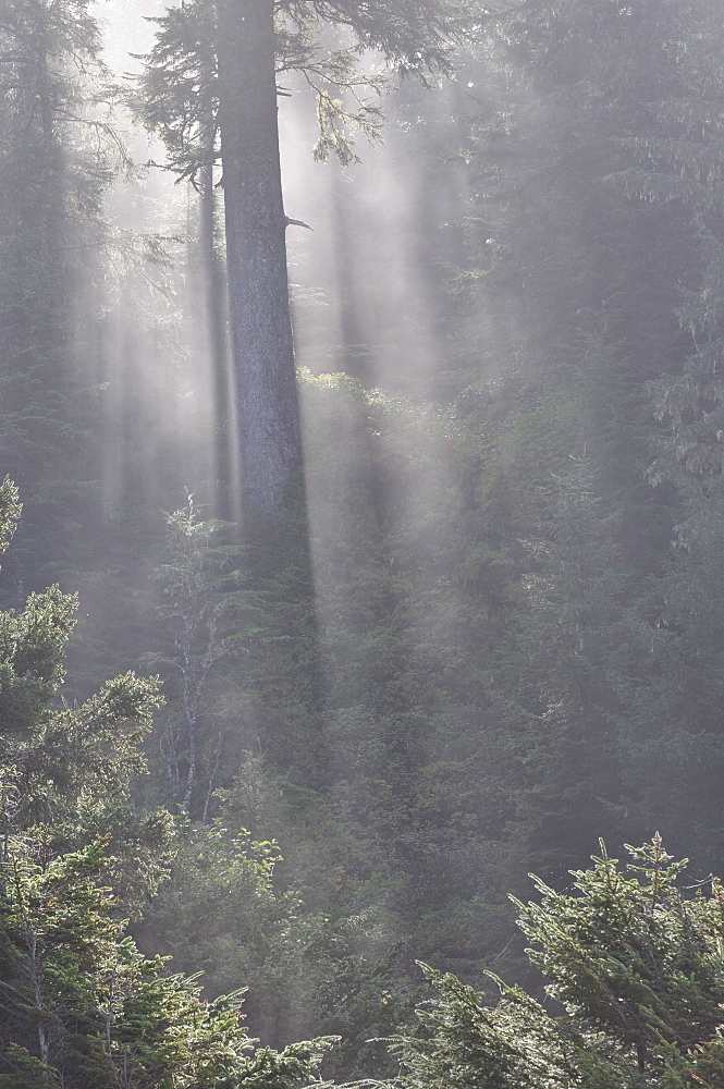 Rainforest, Pacific Rim National Park, Vancouver Island, British Columbia, Canada, North America