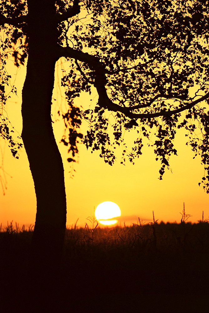 Silhouette of birch tree and setting sun, Bavaria, Germany, Europe