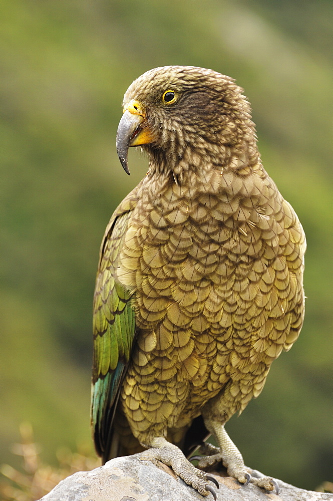 Kea (Nestor notabilis), Arthur's Pass, Canterbury high country, South Island, New Zealand, Pacific