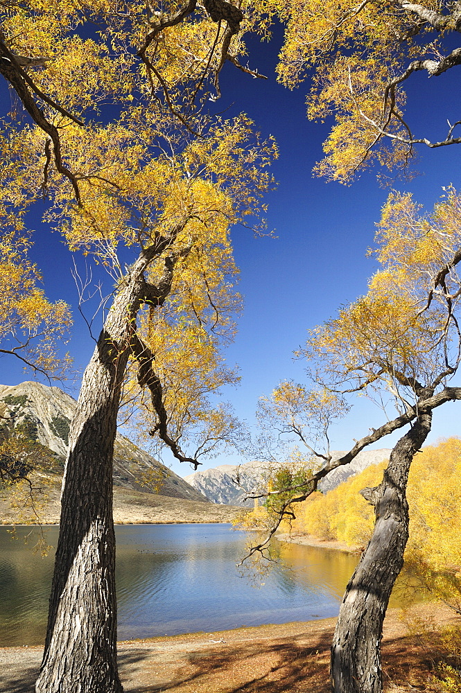 Willow trees, Lake Pearson, Canterbury high country, South Island, New Zealand, Pacific