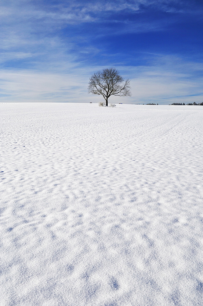 Winter landscape, near Villingen-Schwenningen, Black Forest-Baar (Schwarzwald-Baar) district, Baden-Wurttemberg, Germany, Europe