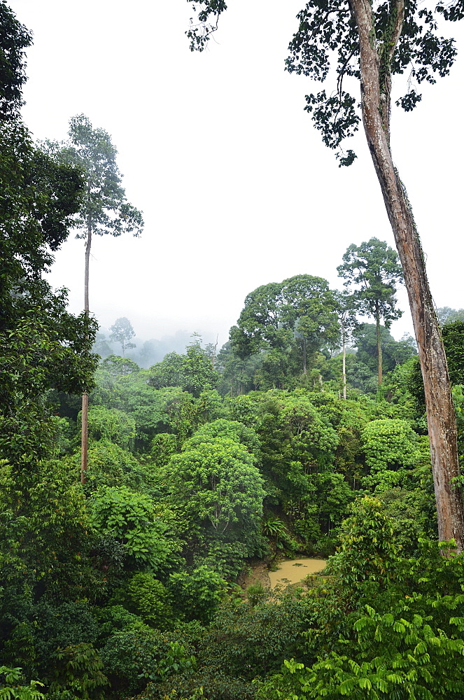 Rainforest, Sepilok Rainforest Discovery Center, Sabah, Borneo, Malaysia, Southeast Asia, Asia