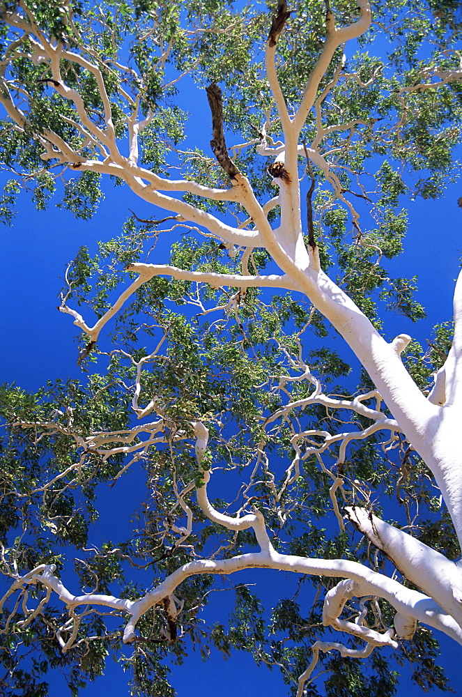 Ghost gums, Northern Territory, Australia, Pacific