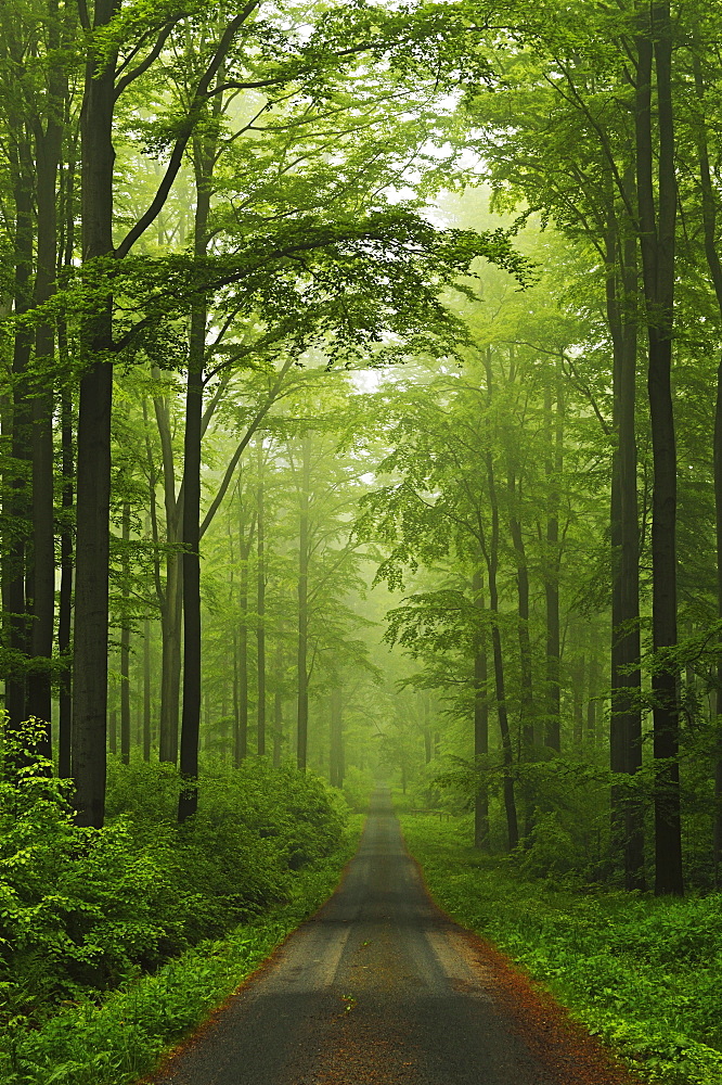 Beech forest, Erzgebirge, Saxony, Germany, Europe